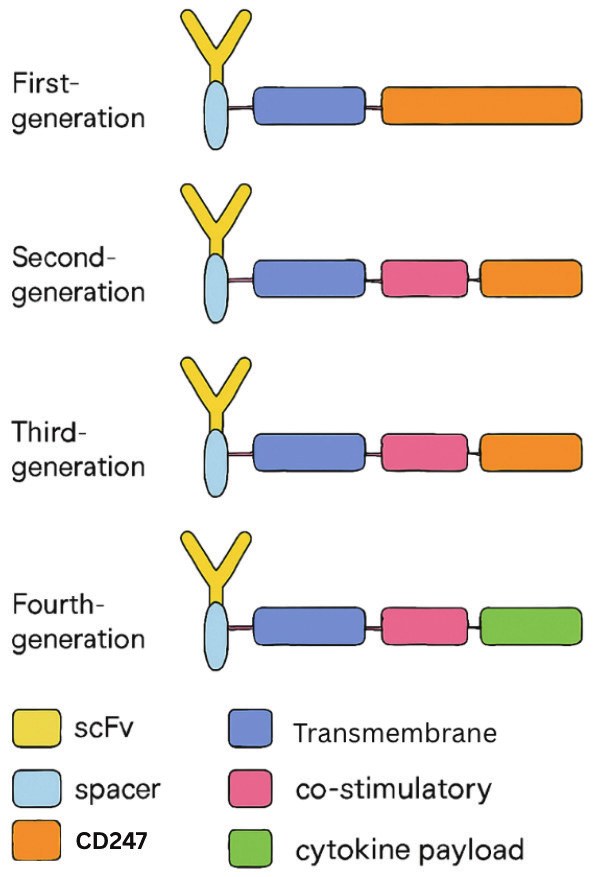 Figure from the published paper showing CAR receptor generations